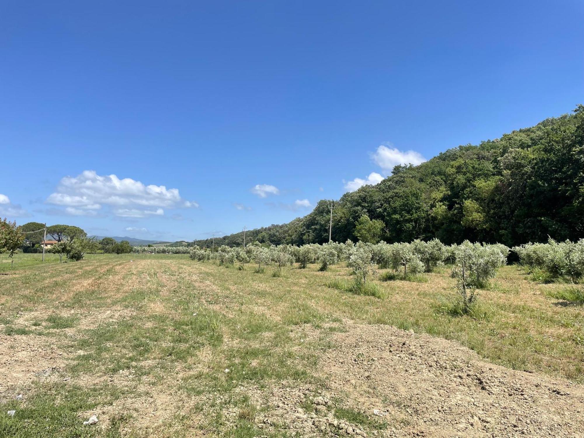 Il Leccio Agriturismo Fiorino Exterior photo